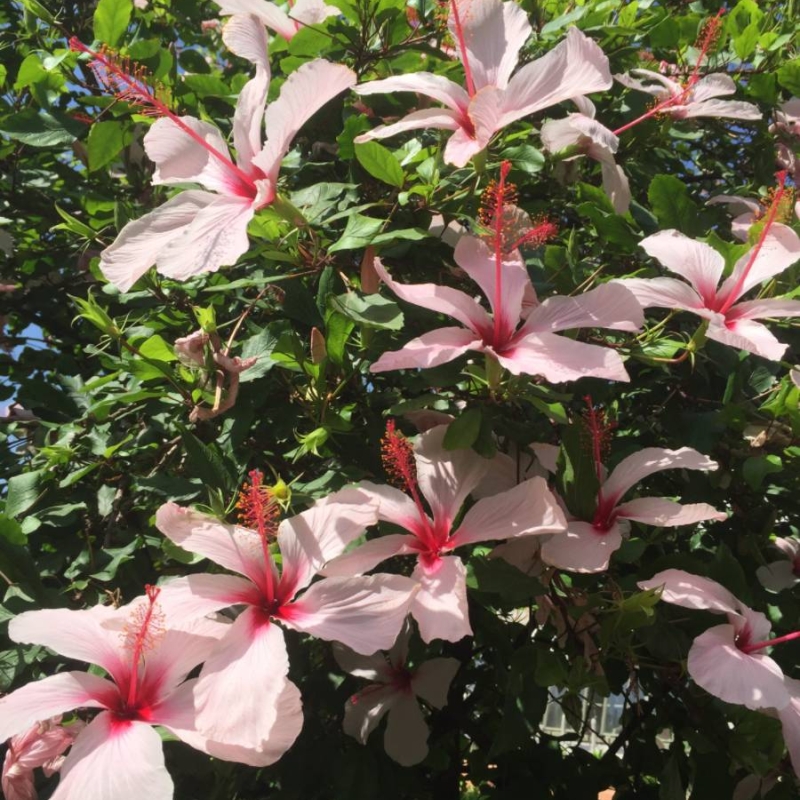 China Rose Hibiscus rosa-sinensis