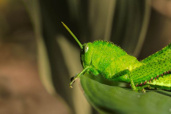 Grasshopper