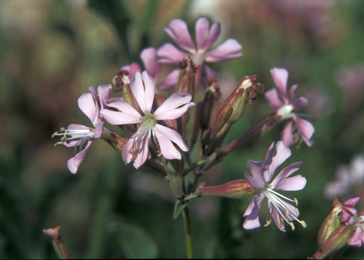 Silene tomentosa 